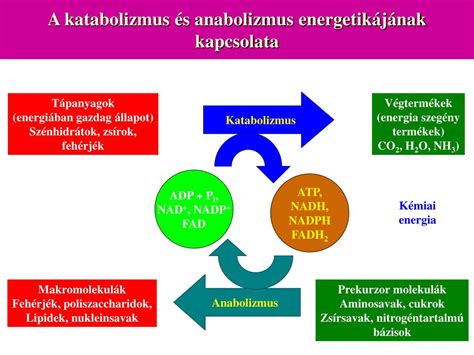 Anabolizmus és katabolizmus