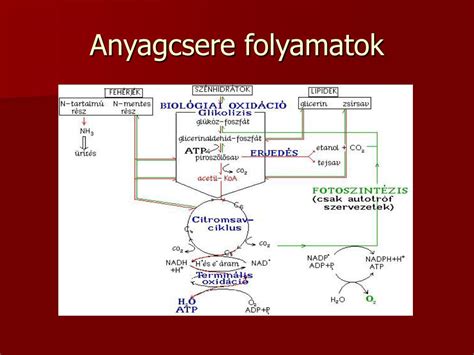 Anyagcsere folyamata