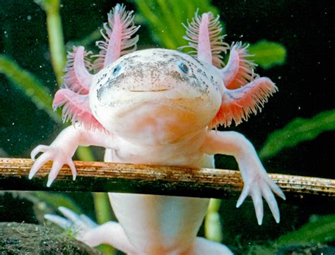 Axolotl