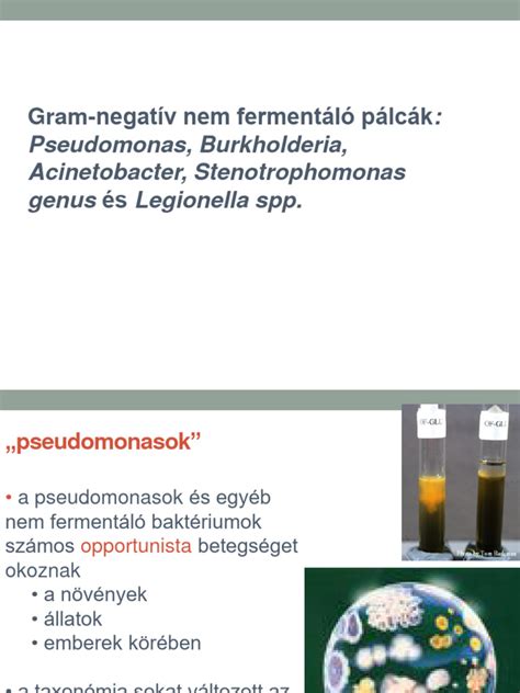 Búzaszalma lebontása Bacillus és Pseudomonas által