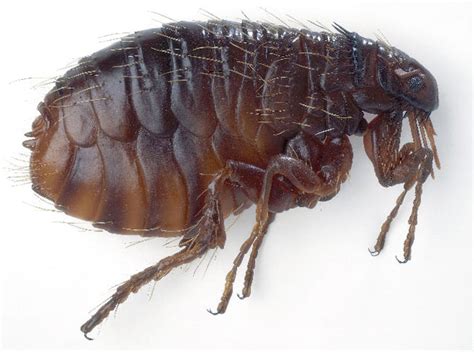 Bolha az autókárpitban