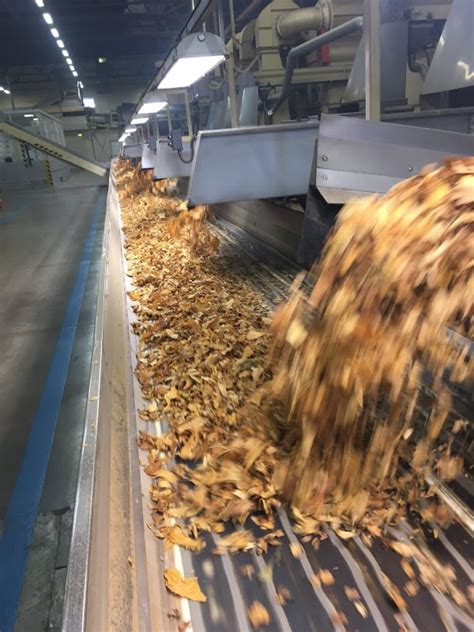 Dohányfeldolgozás folyamata