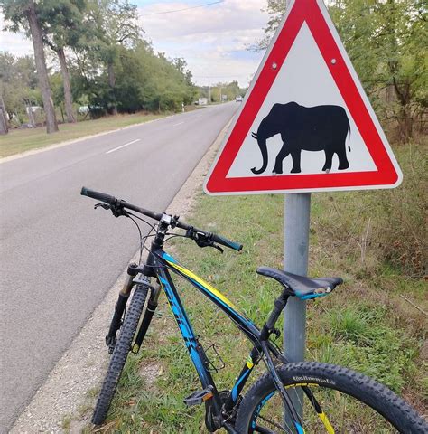 Elefántveszély - biciklisveszély!
