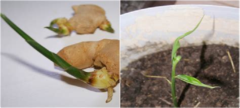 Gyömbér termesztése