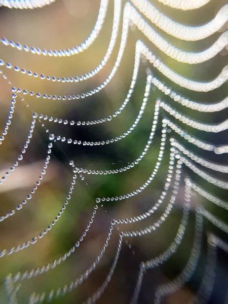 Harmat egy pókhálón