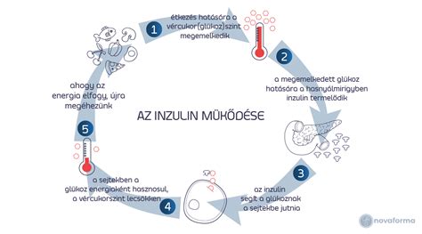Inzulin szerepe