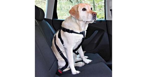 Kutya biztonsági öv típusai