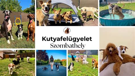 Kutya gubancbontás előtt és után