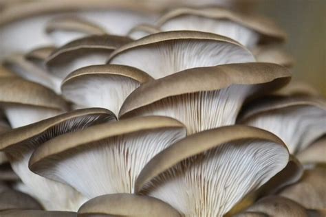 Laskagomba termesztése tuskón