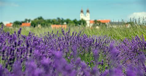Levendulamező Tihanyban