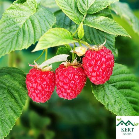 Málna tápanyagtartalma