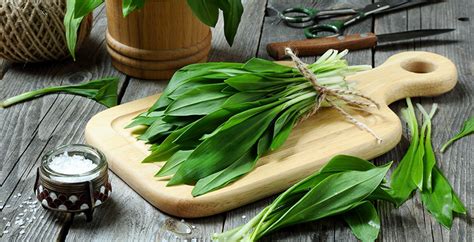 Medvehagyma tárolása