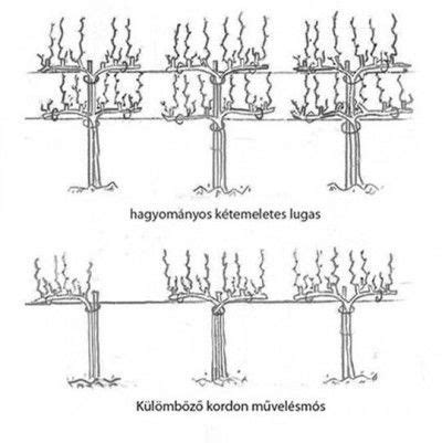 Szőlő telepítése földfúróval