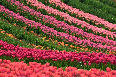 Tulipánmező Hollandiában